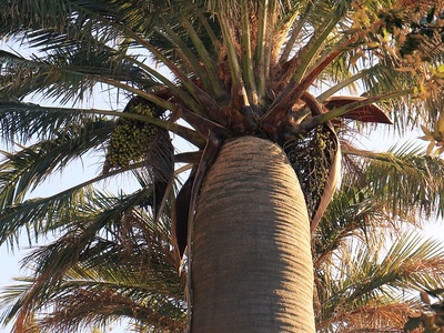 Chilean wine palm