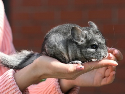 Chinchilla