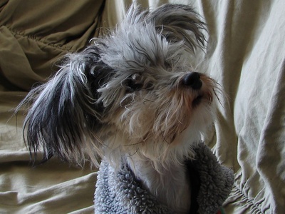 Chinese Crested (Powderpuff)