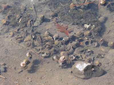 Chinese mystery snail