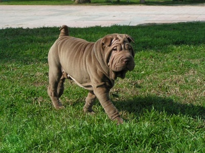 Chinese Shar-Pei