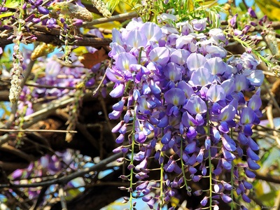 Chinese wisteria