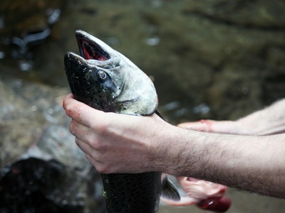 Chinook salmon