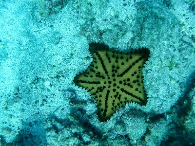 Chocolate chip sea star