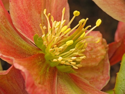 Christmas rose