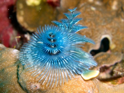 Christmas tree worm