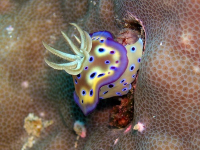 Chromodoris nudibranch