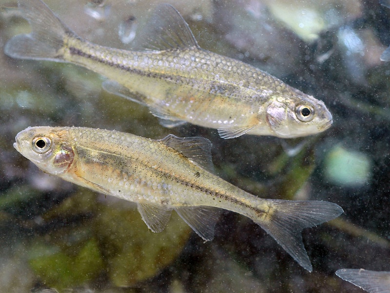 Fish of Switzerland: The Complete List - Flora Fauna Fun