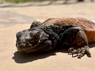 Chuckwalla