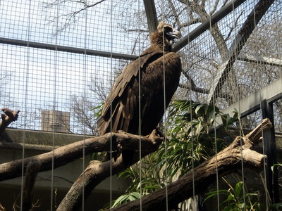 Cinereous vulture