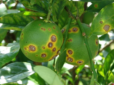 Citrus canker (bacterial)