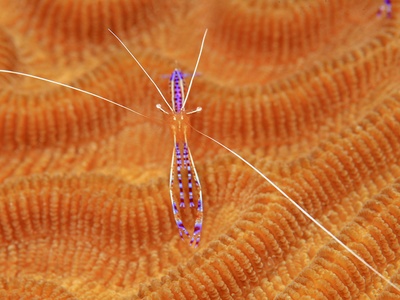 Cleaner shrimp