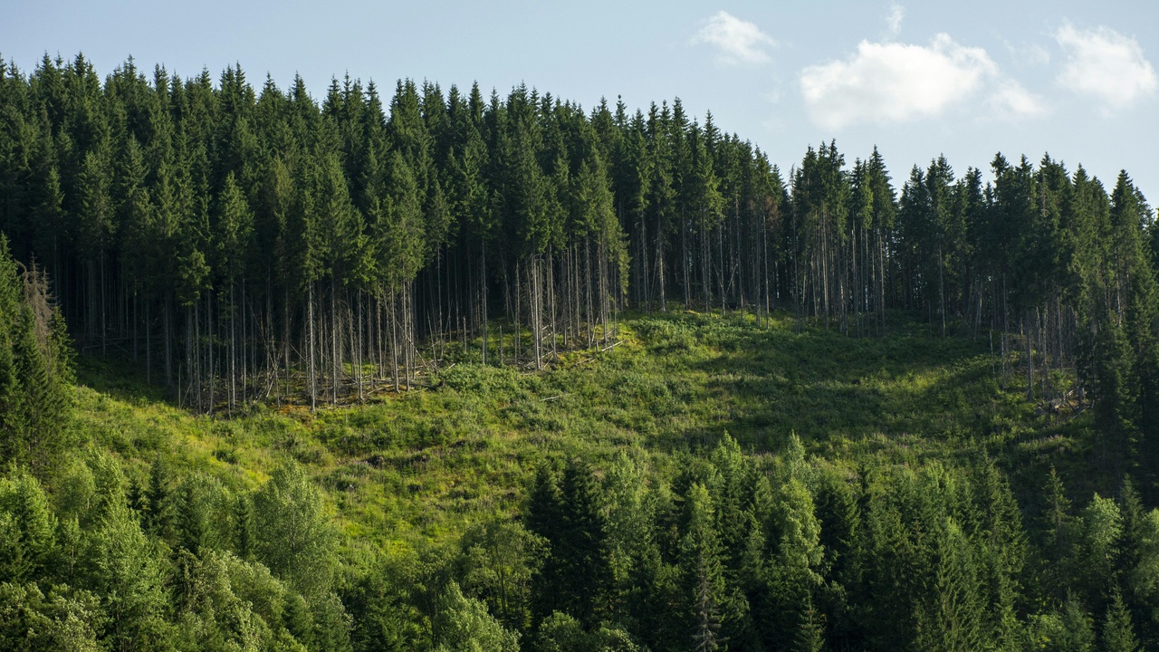Tree canopy and carbon sequestration in a reforested landscape