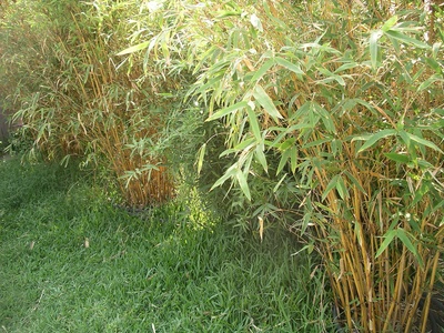 Clumping bamboo