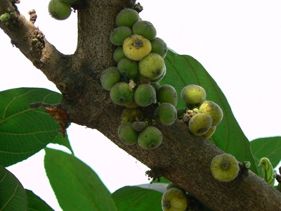 Cluster fig