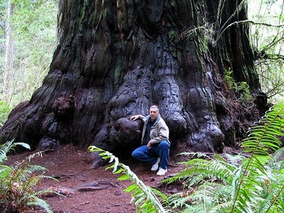 Coast redwood