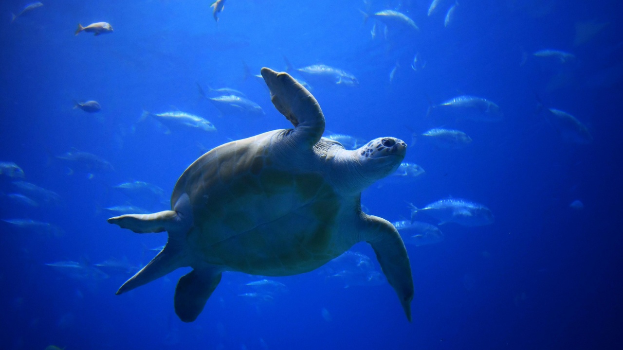 Loggerhead sea turtle on a Georgia barrier island beach at night