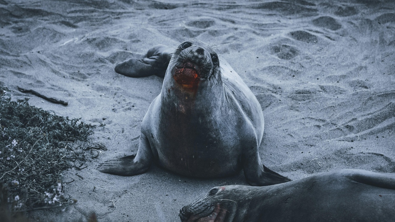 Grey seals hauled out on a Danish sandbank in the Wadden Sea