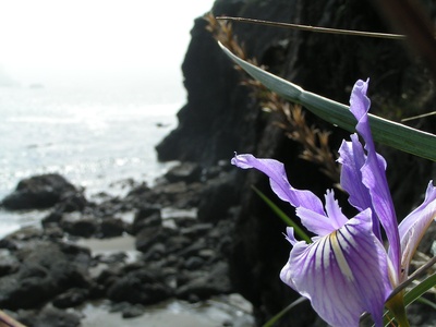 Coastal iris