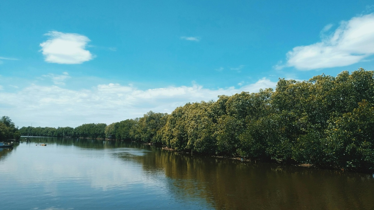 Mangrove forest, coconut palms and sago processing