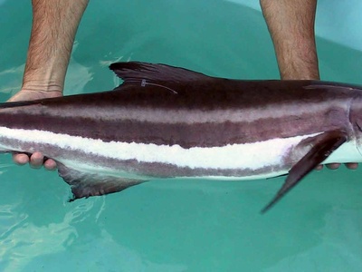 Cobia