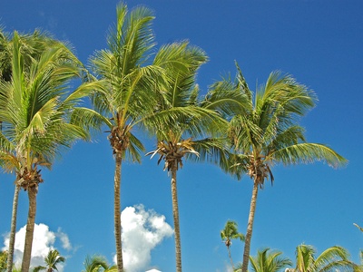 Coconut palm