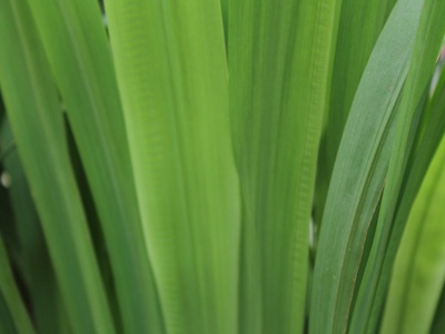 Cogon grass