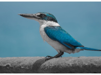 Collared kingfisher