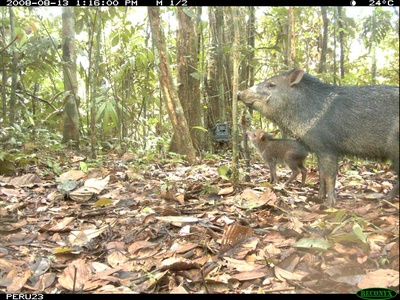 Collared peccary