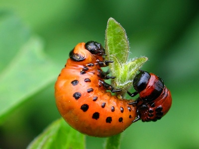 Colorado potato beetle