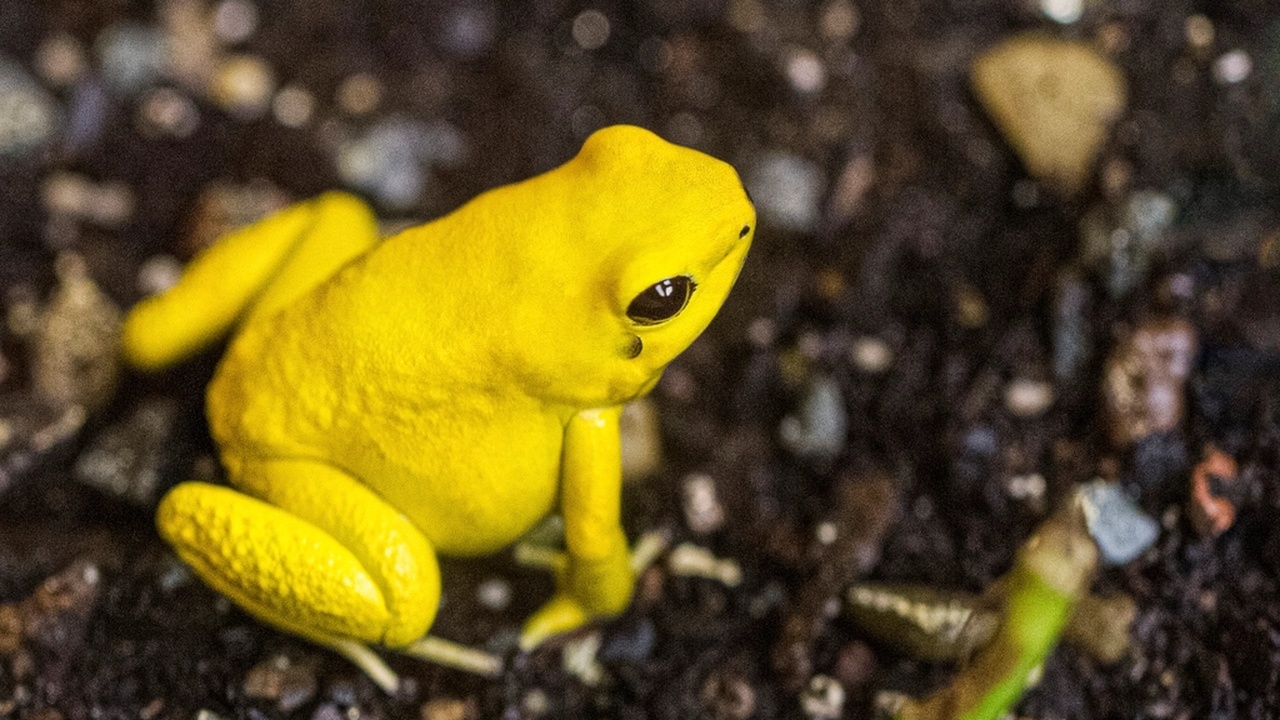 Vivid poison-dart frogs showing aposematic coloration