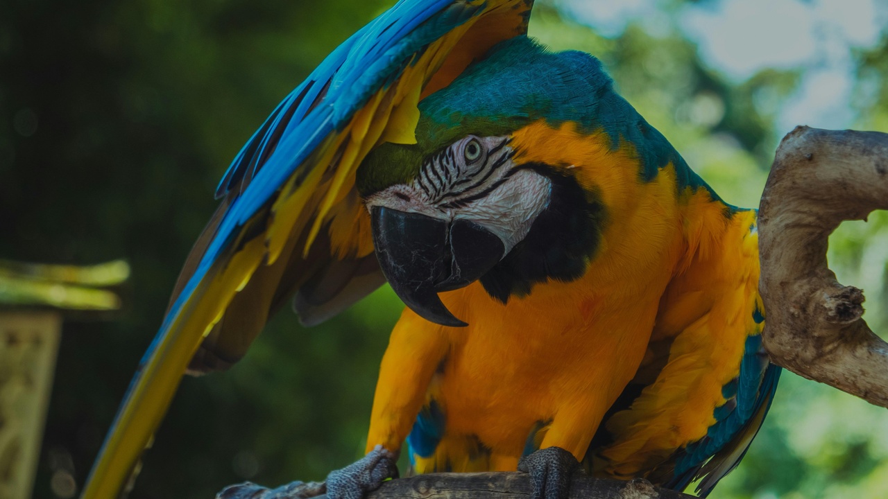 Harpy eagle perched in canopy highlighting colorful rainforest birds and amphibians