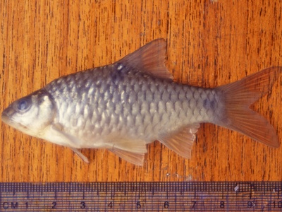 Common barb
