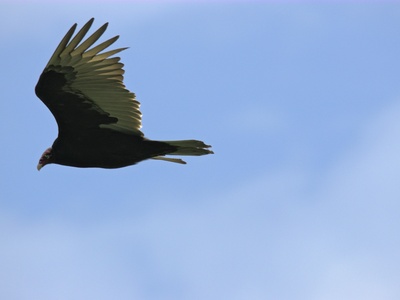 Common Black-Hawk