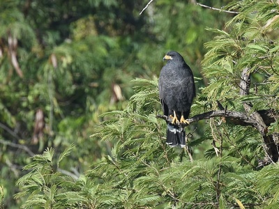 Common Black Hawk