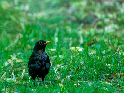 Common blackbird