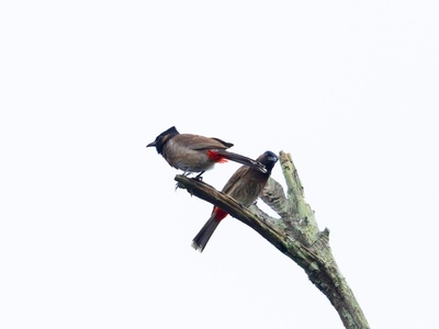 Common bulbul