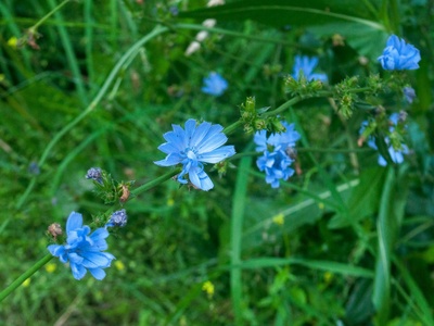 Common Chicory