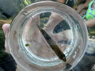 Common dace