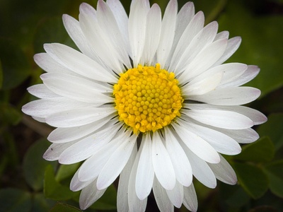 Common daisy