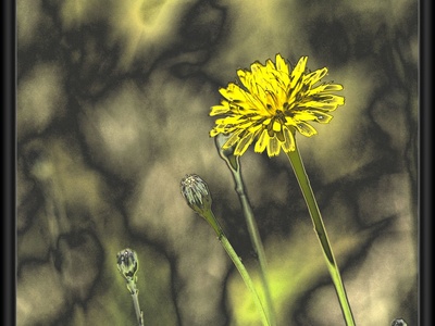 Common dandelion