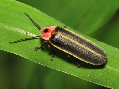 Common eastern firefly