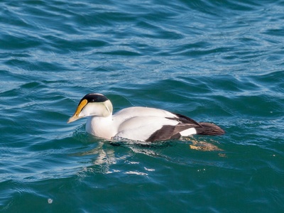 Common eider