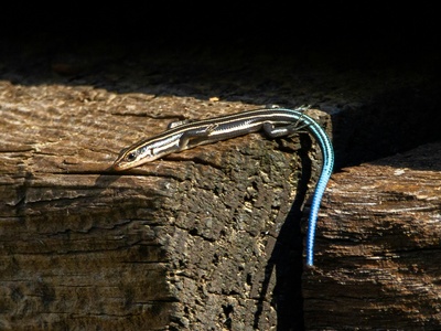 Common five-lined skink