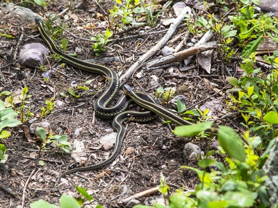 Common garter snake