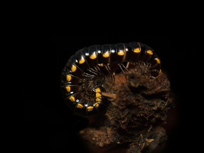 Common glow-worm