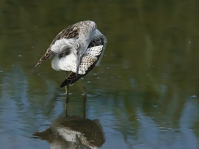 Common greenshank