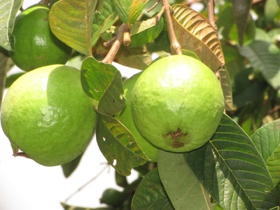 Common guava