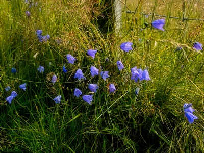 Common harebell
