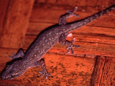 Common house gecko